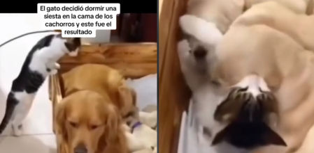 Un juguetón gato invade la cama de una tierna manada de golden retriever recién nacidos