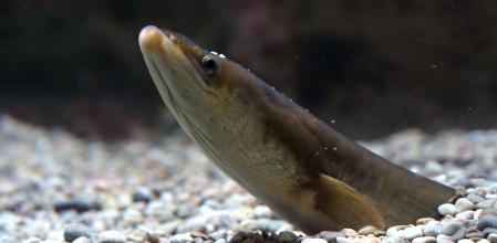 La anguila europea 