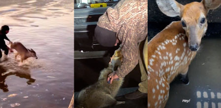 rescate animales salvajes