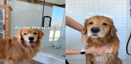 El animal se introduce en la ducha y se deja hacer de todo.