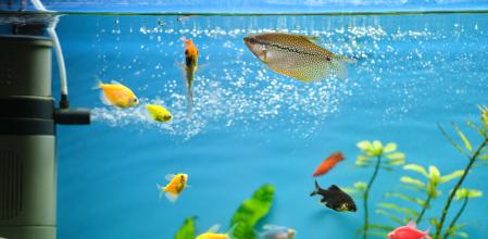 Un acuario con peces.