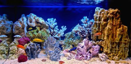 Un gran acuario con peces.