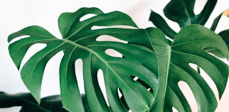 La Costilla de Adán es una de las plantas de hojas grandes más populares.