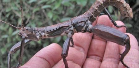 Encuentran el insecto “más raro del mundo“ tras creerse que estaba extinguido