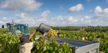 VENDIMIA JUVÉ I CAMPS