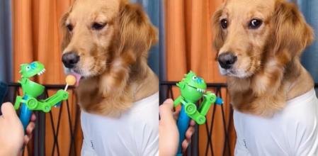 La divertida destreza de un Golden Retrevier para comerse un Chupa-Chups