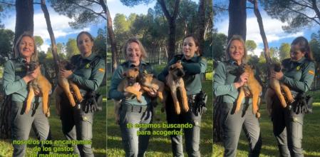 Los cachorros serán acogidos con una edad aproximada de 2 meses