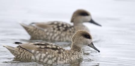 Dos ejemplares de cerceta pardilla, especie en peligro crítico de extinción