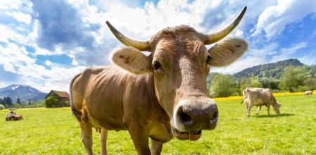 La vaca golpeó con los cuernos la cabeza del veterinario