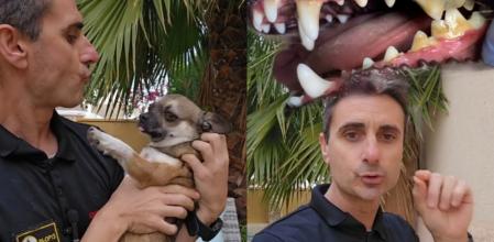 El motivo por el que nunca debes dejar que tu perro te lama la boca