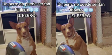 perro estufa