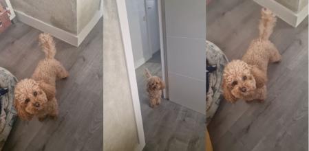 La caniche ladea la cabeza cada vez que escucha su nombre o 