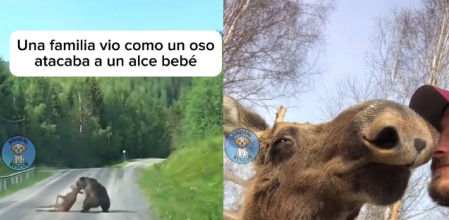 El alce antes y después del rescate