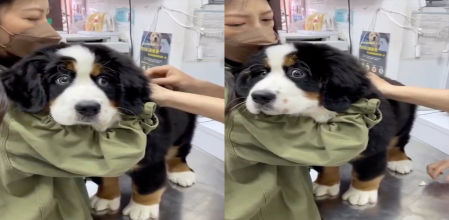 Este perro se queda alucinado al sentir el pinchazo