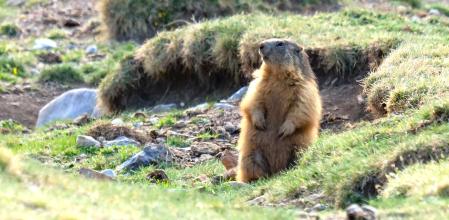 La marmota del Berguedà.
