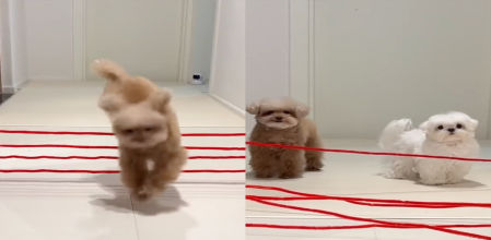 Los perros son vistos como los torpes de la familia de los animales domésticos