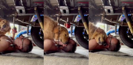 perro ayuda mecanico