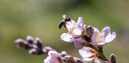 LOGROÑO 04/02/2024.- Una abeja recolecta polen en una flor de almendro. El buen tiempo y las altas temperaturas en febrero ha adelantado la floración de los almendros en Logroño. EFE/Raquel Manzanares