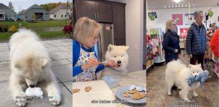 El perro es de raza samoyeno