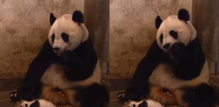 La divertida reacción de una osa panda al estornudo de su bebé
