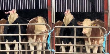 El momento protagonizado por estas vacas se ha hecho viral