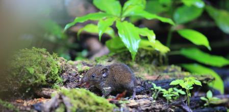 Los Hylomys pertenecen a la familia de los erizos y habitan en el sudeste asiático.