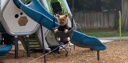 Tank es el yorkshire que protagoniza esta historia