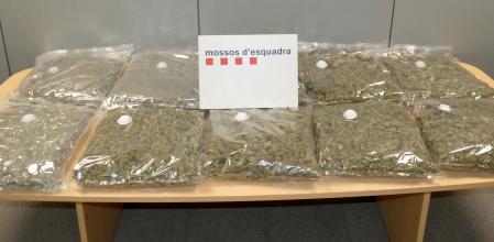 Marihuana requisada por los Mossos d'Esquadra