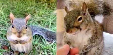 La ardilla no se separó de sus compañeros humanos