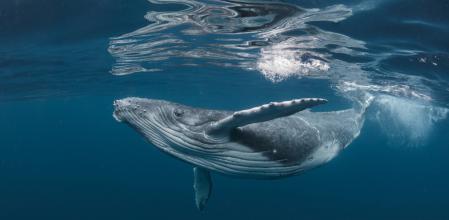 La ballena jorobada o yubarta ('Megaptera novaeangliae') es una especie migratoria que pasa los veranos en las aguas frías de altas latitudes y que se reproduce en climas tropicales o subtropicales .