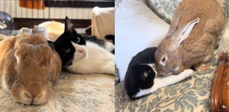 La conejita Bertha adoptó al gatito Amren como si fuera su hijo