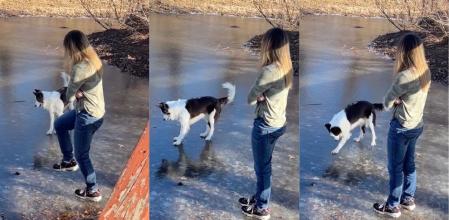 Un border collie juega con el hielo