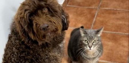 La perra de agua y el gato observan a su compañero humano