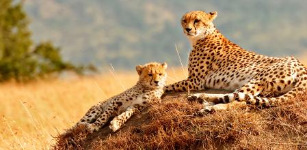 Guepardos en el Parque Nacional Amboseli.