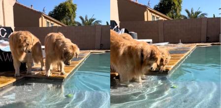 Tub y Blue estaban jugando con una pelota de tenis pero se les cayó dentro de la piscina