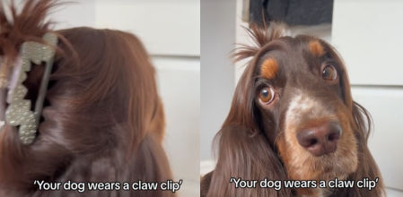 El giro del perro es lo mejor del vídeo