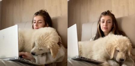 El golden retrevier no deja que su compañera humana teletrabaje