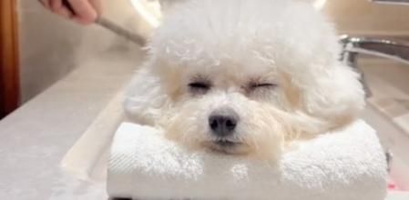 La sesión de spa canina era tan relajante que la perrita cerraba los ojos