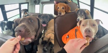 Los perros han compartido un aperitivo en el autobús.