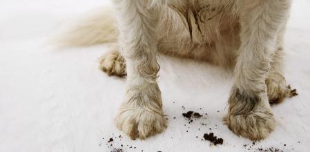 Un perro con las patas sucias.