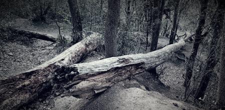 Tala de árboles en Collserola.