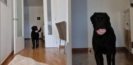 El labrador busca a su compañero humano