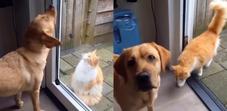 El can y el felino han conquistado a los usuarios con su amistad.