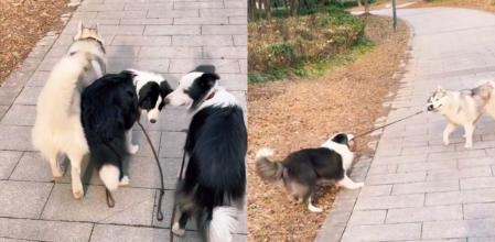 Cada raza ha demostrado una actitud totalmente distinta.