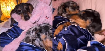 Los perritos salchicha han conquistado a los usuarios con sus 'outfits'.