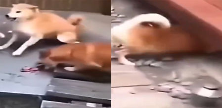 Dos shibas muy ruidosos se han llevado una gran sorpresa