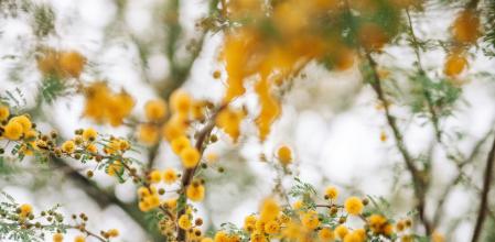 Acacia mimosa