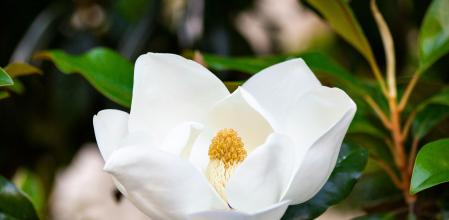 Magnolio