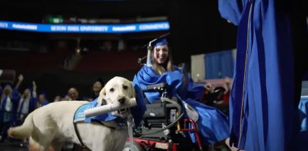 Noodle, una inteligente labrador retriever, ha completado una serie de cursos de capacitación para calificarse como perrita de servicio
