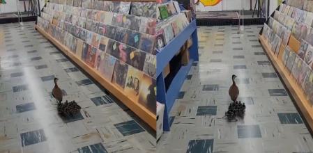 Los bebés patito corren detrás de su madre